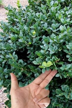 Gordo Boxwood - 6 Pack Of 1 Gallon Pots -Garden Plants shop buxus gordo boxwood 4 2