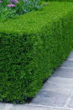 Gordo Boxwood - 5 Pack Of Quart Pots 6 Gordo Boxwood - 5 Pack Of Quart Pots -Garden Plants shop buxus gordo boxwood 5 1