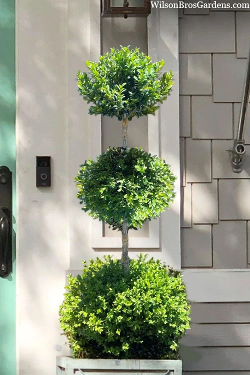 Green Mountain Boxwood 3-Ball Poodle Tier Topiary - 6 Gallon Pot Green Mountain Boxwood 3-Ball Poodle Tier Topiary - 6 Gallon Pot -Garden Plants shop buxus green mountain 3 ball topiary 21