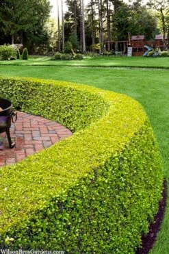 Golden Triumph Variegated Dwarf Boxwood - 1 Gallon Pot 3 Golden Triumph Variegated Dwarf Boxwood - 1 Gallon Pot -Garden Plants shop buxus microphylla golden triumph boxwood hedge 2 2