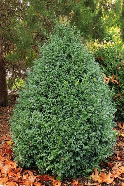 John Baldwin Boxwood - 1 Gallon Pot John Baldwin Boxwood - 1 Gallon Pot -Garden Plants shop buxus microphylla john baldwin boxwood 6