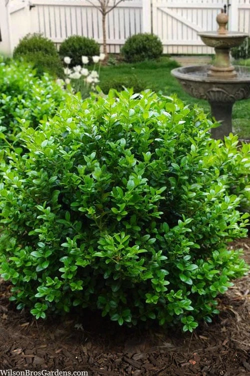 Little Missy Dwarf Boxwood - 6 Pack of 1 Gallon Pots Little Missy Dwarf Boxwood - 6 Pack Of 1 Gallon Pots -Garden Plants shop buxus microphylla little missy dwarf boxwood 1 3