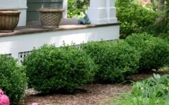 Little Missy Dwarf Boxwood - 2.5 Gallon Pot -Garden Plants shop buxus microphylla little missy dwarf boxwood 5 4