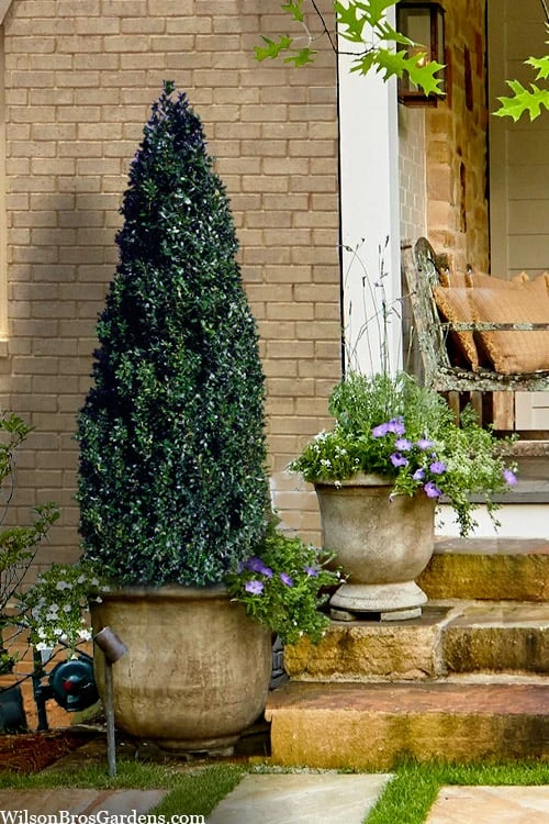 Arctic Emerald Columnar Boxwood - 1 Gallon Pot Arctic Emerald Columnar Boxwood - 1 Gallon Pot -Garden Plants shop buxus sempervirens arctic emerald boxwood 101 1