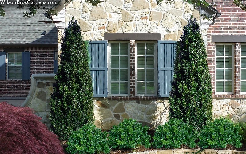 Arctic Emerald Columnar Boxwood - 1 Gallon Pot Arctic Emerald Columnar Boxwood - 1 Gallon Pot -Garden Plants shop buxus sempervirens arctic emerald boxwood 103 1