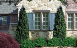 Arctic Emerald Columnar Boxwood - 6 Pack Of 1 Gallon Pots -Garden Plants shop buxus sempervirens arctic emerald boxwood 103