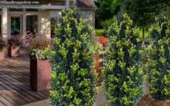 Arctic Emerald Columnar Boxwood - 1 Gallon Pot 4 Arctic Emerald Columnar Boxwood - 1 Gallon Pot -Garden Plants shop buxus sempervirens arctic emerald boxwood 105 1