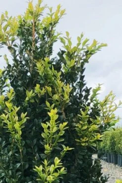 Arctic Emerald Columnar Boxwood - 1 Gallon Pot 5 Arctic Emerald Columnar Boxwood - 1 Gallon Pot -Garden Plants shop buxus sempervirens arctic emerald boxwood 12 1