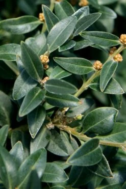 Arctic Emerald Columnar Boxwood - 6 Pack Of 1 Gallon Pots -Garden Plants shop buxus sempervirens arctic emerald boxwood 16