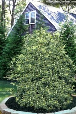 Golden Weeping Boxwood (Buxus Sempervirens 'Aurea Pendula') - 1 Gallon Pot -Garden Plants shop buxus sempervirens aurea pendula variegated weeping boxwood 3