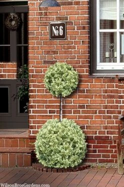 Variegated Boxwood 2-Ball Poodle Tier Topiary - 5 Gallon Pot -Garden Plants shop buxus sempervirens aureovariegata boxwood 2 ball poodle tier 8