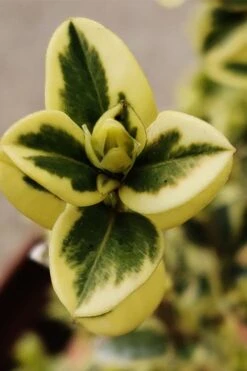 Variegated Boxwood (Buxus Sempervirens 'Aureovariegata') - 5 Gallon Pot -Garden Plants shop buxus sempervirens aureovariegata variegated boxwood 1