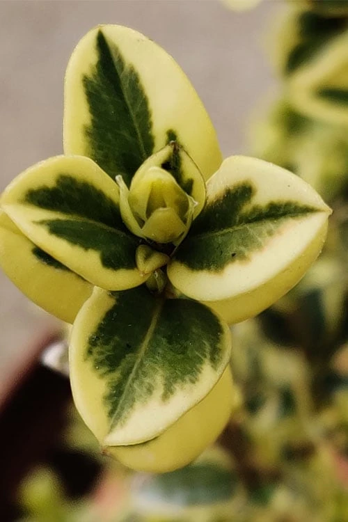 Variegated Boxwood (Buxus sempervirens 'Aureovariegata') - 2 Gallon Pot - SALE Variegated Boxwood (Buxus Sempervirens 'Aureovariegata') - 2 Gallon Pot - SALE -Garden Plants shop buxus sempervirens aureovariegata variegated boxwood 1 3