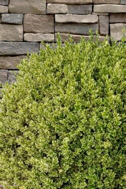 Variegated Boxwood (Buxus Sempervirens 'Aureovariegata') - 2 Gallon Pot - SALE 6 Variegated Boxwood (Buxus Sempervirens 'Aureovariegata') - 2 Gallon Pot - SALE -Garden Plants shop buxus sempervirens aureovariegata variegated boxwood 10 2
