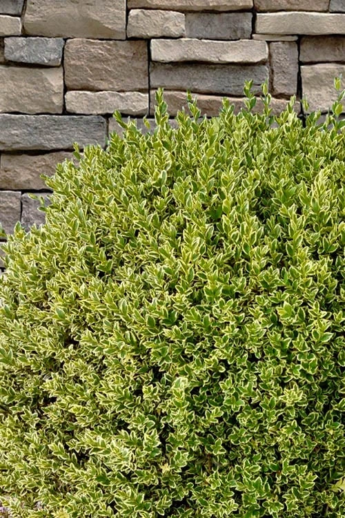Variegated Boxwood (Buxus sempervirens 'Aureovariegata') - 2 Gallon Pot - SALE Variegated Boxwood (Buxus Sempervirens 'Aureovariegata') - 2 Gallon Pot - SALE -Garden Plants shop buxus sempervirens aureovariegata variegated boxwood 10 2