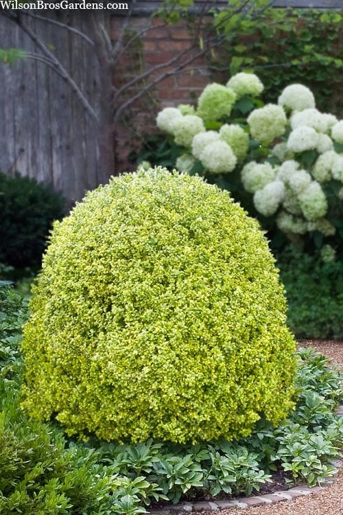 Variegated Boxwood (Buxus sempervirens 'Aureovariegata') - 2 Gallon Pot - SALE Variegated Boxwood (Buxus Sempervirens 'Aureovariegata') - 2 Gallon Pot - SALE -Garden Plants shop buxus sempervirens aureovariegata variegated boxwood 5 2