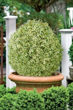 Elegans Variegated Boxwood - Buxus Sempervirens 'Elegantissima' - 1 Gallon Pot -Garden Plants shop buxus sempervirens elegantissima variegated boxwood 101