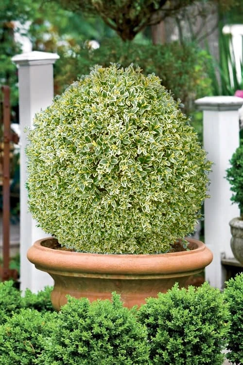 Elegans Variegated Boxwood - Buxus sempervirens 'Elegantissima' - 6 Pack of 1 Gallon Pots Elegans Variegated Boxwood - Buxus Sempervirens 'Elegantissima' - 6 Pack Of 1 Gallon Pots -Garden Plants shop buxus sempervirens elegantissima variegated boxwood 101 3