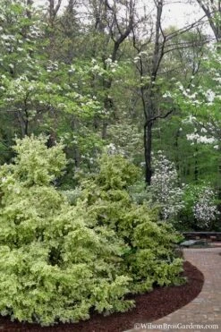 Elegans Variegated Boxwood - Buxus Sempervirens 'Elegantissima' - 1 Gallon Pot -Garden Plants shop buxus sempervirens elegantissima variegated boxwood 102