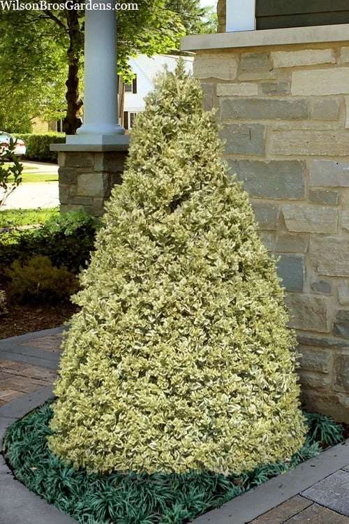 Elegans Variegated Boxwood - Buxus sempervirens 'Elegantissima' - 6 Pack of 1 Gallon Pots Elegans Variegated Boxwood - Buxus Sempervirens 'Elegantissima' - 6 Pack Of 1 Gallon Pots -Garden Plants shop buxus sempervirens elegantissima variegated boxwood 104 3
