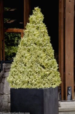 Elegans Variegated Boxwood - Buxus Sempervirens 'Elegantissima' - 1 Gallon Pot -Garden Plants shop buxus sempervirens elegantissima variegated boxwood 105