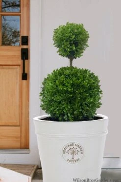 Dwarf English Boxwood Two-Ball Poodle Tier Topiary - 3 Gallon Pot -Garden Plants shop buxus sempervirens suffriticosa standard two ball topiary boxwood 5
