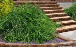 Unraveled Weeping Boxwood - 3 Gallon Pot -Garden Plants shop buxus sempervirens unraveled weeping boxwood 15