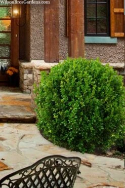 Winterstar Boxwood - 1 Gallon Pot -Garden Plants shop buxus winterstar boxwood 4 1