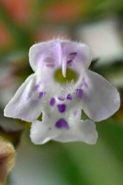 White Cloud Calamint - 5 Pack Of Quart Pots 3 White Cloud Calamint - 5 Pack Of Quart Pots -Garden Plants shop calamint 16 1