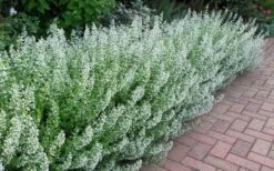 White Cloud Calamint - 5 Pack Of Quart Pots 4 White Cloud Calamint - 5 Pack Of Quart Pots -Garden Plants shop calamint white cloud 1 1