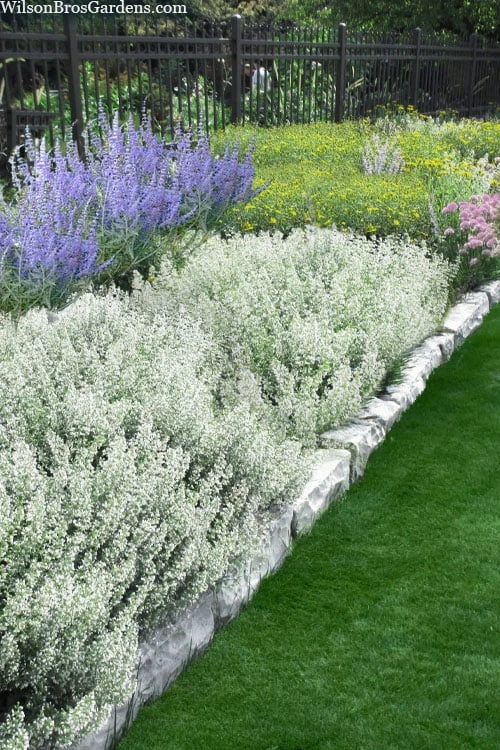 White Cloud Calamint - 5 Pack of Quart Pots White Cloud Calamint - 5 Pack Of Quart Pots -Garden Plants shop calamint white cloud 3 1