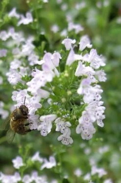 White Cloud Calamint - 1 Gallon Pot -Garden Plants shop calamint white cloud 4
