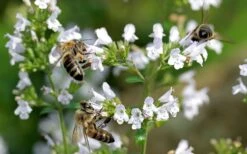 White Cloud Calamint - 5 Pack Of Quart Pots 5 White Cloud Calamint - 5 Pack Of Quart Pots -Garden Plants shop calamint white cloud 5 1