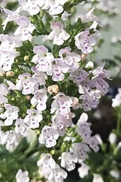 White Cloud Calamint - 1 Gallon Pot -Garden Plants shop calamint white cloud 6