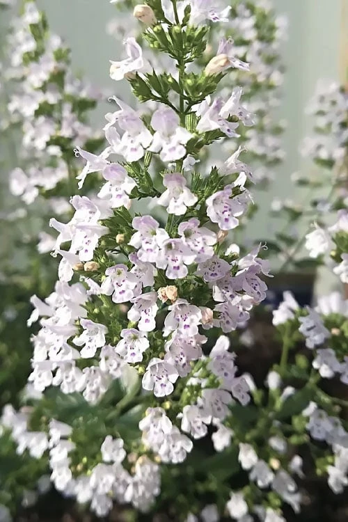 White Cloud Calamint - 5 Pack of Quart Pots White Cloud Calamint - 5 Pack Of Quart Pots -Garden Plants shop calamint white cloud 7 1