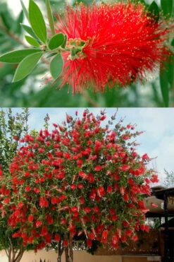 Red Cluster Bottlebrush Tree - 3 Gallon Pot -Garden Plants shop callistemon red cluster bottlebrush 102