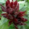 Simply Scentsational Sweetshrub (Calycanthus ) - 1 Gallon Pot