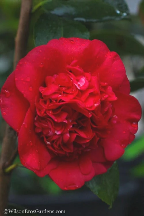 April Tryst Camellia Japonica - 7 Gallon Pot (3-4') April Tryst Camellia Japonica - 7 Gallon Pot (3-4') -Garden Plants shop camellia april tryst 21