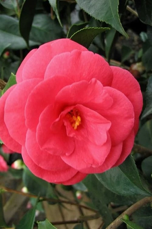 Arctic Rose Cold Hardy Red Camellia - 1 Gallon Pot Arctic Rose Cold Hardy Red Camellia - 1 Gallon Pot -Garden Plants shop camellia arctic rose 1