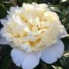 Brushfield Yellow Camellia Japonica - 3 Gallon Pot