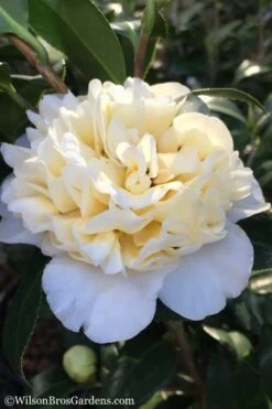 Brushfield Yellow Camellia Japonica - 3 Gallon Pot