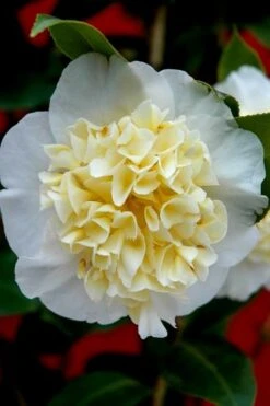 Brushfield Yellow Camellia Japonica - 3 Gallon Pot -Garden Plants shop camellia brushfield yellow 25