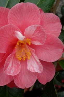 Coral Delight Camellia Hybrid - 3 Gallon Pot -Garden Plants shop camellia coral delight 3