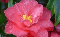 Coral Delight Camellia Hybrid - 3 Gallon Pot -Garden Plants shop camellia coral delight 5