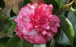 Sacred Dance Camellia Japonica 'Daikagura' - 3 Gallon Pot 5 Sacred Dance Camellia Japonica 'Daikagura' - 3 Gallon Pot -Garden Plants shop camellia daikagura 20