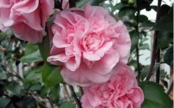 Debutante Pink Camellia Japonica - 3 Gallon Pot -Garden Plants shop camellia debutante pink 5 1