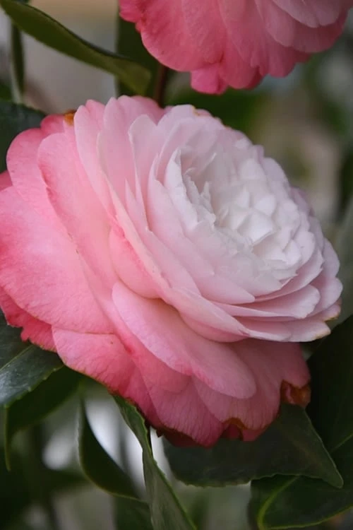 Desire Camellia Japonica - 1 Gallon Pot Desire Camellia Japonica - 1 Gallon Pot -Garden Plants shop camellia desire 1