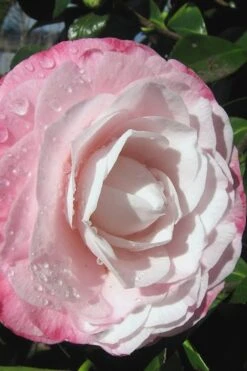 Desire Camellia Japonica - 1 Gallon Pot 4 Desire Camellia Japonica - 1 Gallon Pot -Garden Plants shop camellia desire 2