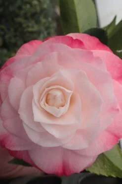 Desire Camellia Japonica - 1 Gallon Pot 3 Desire Camellia Japonica - 1 Gallon Pot -Garden Plants shop camellia desire 3