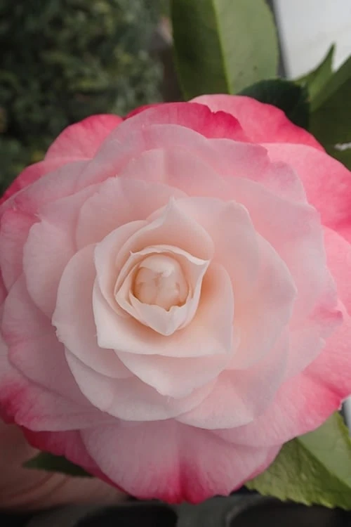 Desire Camellia Japonica - 1 Gallon Pot Desire Camellia Japonica - 1 Gallon Pot -Garden Plants shop camellia desire 3